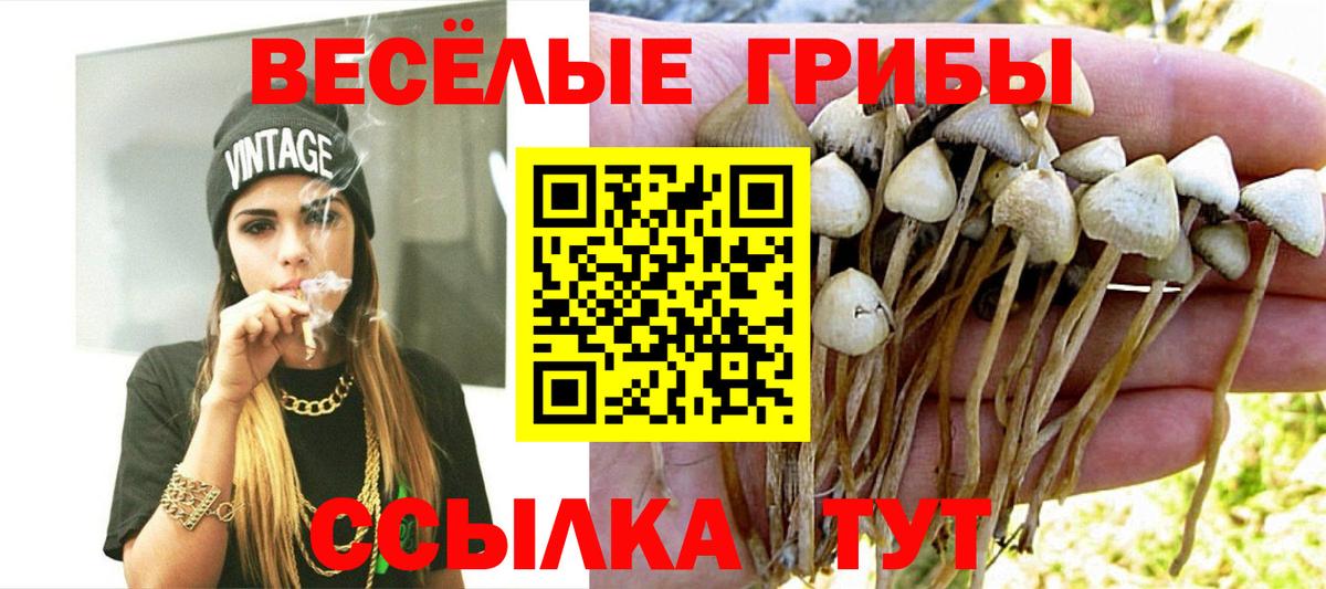 Псилоцибиновые грибы GOLDEN TEACHER  Галлюциногенные грибы Cubensis  Муром  Вход с VPN 